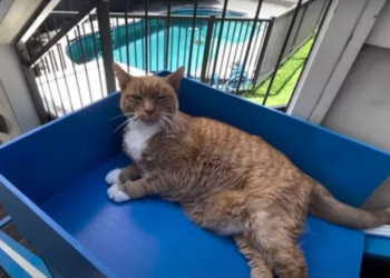 Pronari ndërtoi një ashensor për macen 20-vjeçare