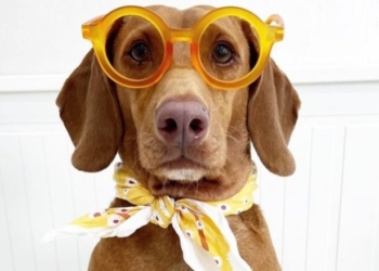 Pronarët shpenzuan rreth tremijë euro për 43 palë këpucë dhe 47 syze dielli për qenin