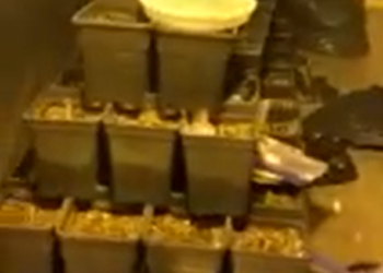 Zbulohet një laborator droge në Mitrovicën Veriore, arrestohen dy persona