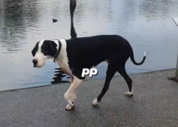 Qeni me peshë gati 100 kilogramë, shpesh e ngatërrojnë me lopë