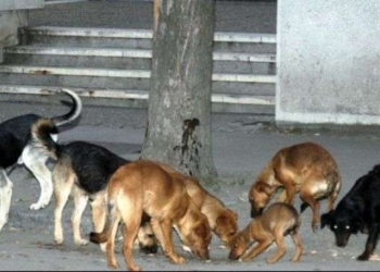 Të enjten mbahet protestë kundër zhdukjes së qenve në Ferizaj