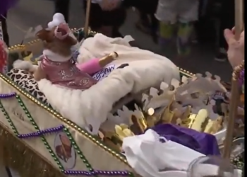 Parada e qenve u kthye në St. Louis dhe të gjithë dolën për të festuar