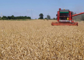 Serbia pezullon eksportet e grurit, miellit, misrit e vajit