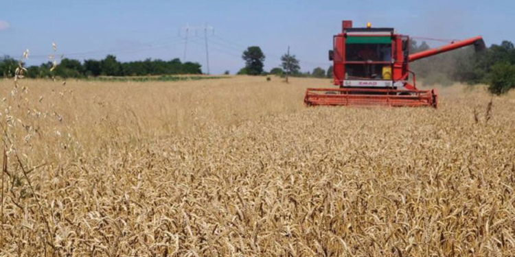 Serbia pezullon eksportet e grurit, miellit, misrit e vajit