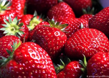 Vlerat e veçanta të luleshtrydhes