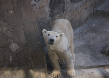 Kopshti i bombarduar zoologjik ukrainas u kërkon njerëzve të blejnë bileta elektronike – pavarësisht se nuk do të mund ta vizitojnë