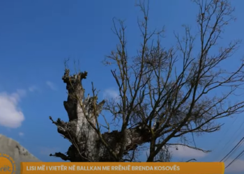 Lisi më i vjetër në Ballkan me rrënjë brenda Kosovës