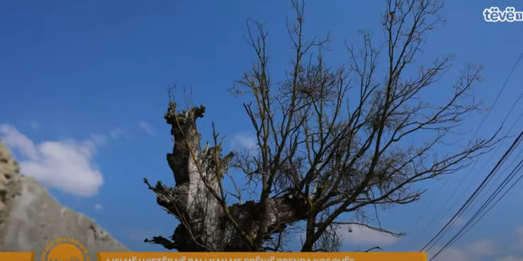 Lisi më i vjetër në Ballkan me rrënjë brenda Kosovës