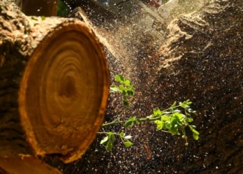 Dy kosovarë arrestohen nga xhandarmëria serbe, dyshohet se kryen vjedhje pylli në kufirin Kosovë – Serbi