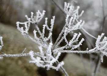 Moti sot, ftohtë dhe me reshje bore