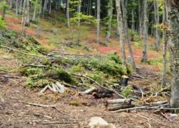 Arrestohet 24 vjeçari i kërkuar për vjedhje të pyjeve