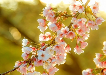 Sot festohet Dita e Verës