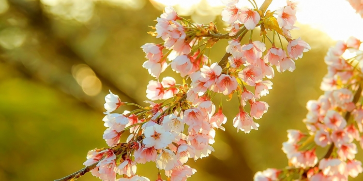 Sot festohet Dita e Verës