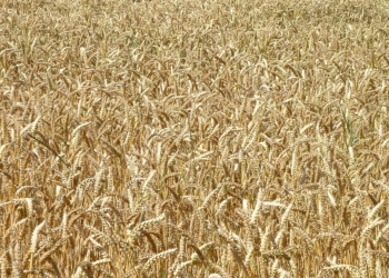 10 vendet me prodhimin më të madh të grurit
