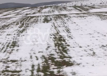 A do të subvencionohet gruri i mbjellur në vitin 2021, ministria sqaron për Tëvë1