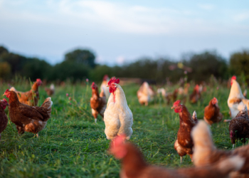 Në Kosovë nuk ka asnjë rast të dyshuar me grip të shpezëve