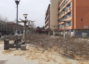 Pasi qytetarët u ankuan për krasitjen e drunjve, Komuna e Prishtinës del me sqarim