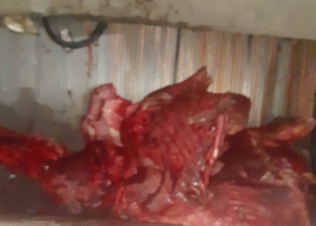 Asgjësohen 300 kilogramë mish i prishur në Skenderaj