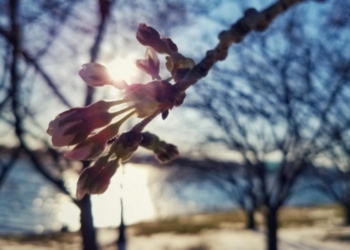 Parashikimi i motit për javën e parë të pranverës