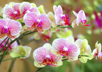 Vlerat shëndetësore të orkidesë