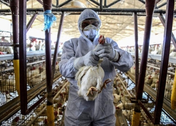 Konfirmohet rasti i parë i gripit të pulave në Shqipëri