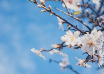 Temperatura tipike pranverore gjatë javës