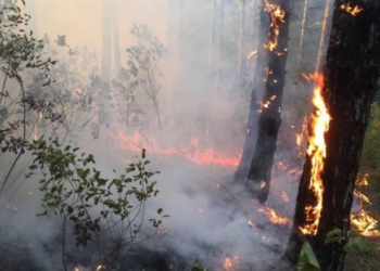 Brenda ditës zjarrfikësit u telefonuan për 30 raste të ndezjes së zjarreve në rajonin e Prishtinës
