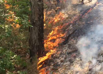 Digjen 300 trupa pemë të arrës në Zubin Potok