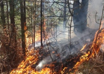 Digjen 10 hektarë pyll