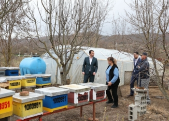 Peci: Këtë vit një koshere e bletëve do të subvencionohet me 20 euro