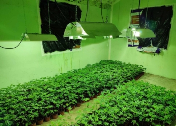 Kapet sasi e madhe e kanabisit në Zveçan, katër serbë të arrestuar