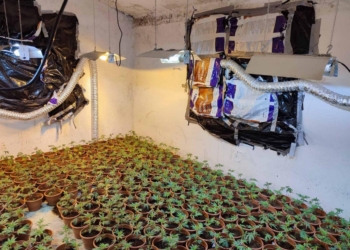 Kapet sasi e madhe e kanabisit në Zveçan, katër serbë të arrestuar