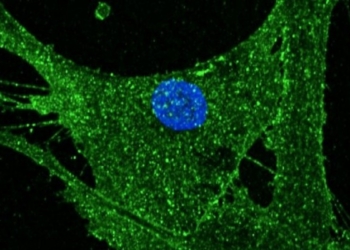 ​Shkencëtarët rinovojnë qelizat e lëkurës për 30 vjet
