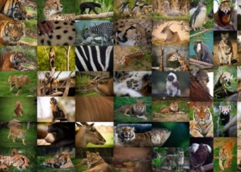 300 milionë kafshë vdesin në vit në testime laboratorike