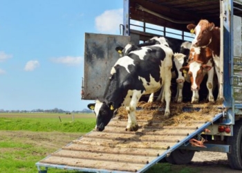 Sekuestrohen 3 krerë gjedhe në Zhegër, dyshohet për kontrabandim me kafshë