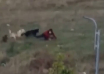 Një grua sulmohet nga qentë endacakë në Prishtinë, shtrihet përtokë