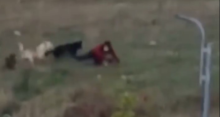Një grua sulmohet nga qentë endacakë në Prishtinë, shtrihet përtokë