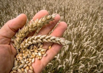 BE paralajmëron: Lufta në Ukrainë po e çon botën në prag të krizës ushqimore