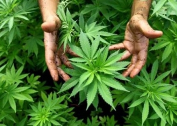 Më shumë se gjysma e evropianëve mbështesin legalizimin e kanabisit