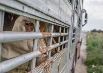 Arrestohen katër persona, tentuan të kontrabandonin kafshë nga Kosova në Shqipëri