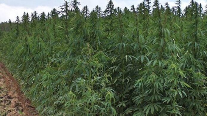 Kapet sasi e madhe e bimëve narkotike në veri, 3 serbë të arrestuar