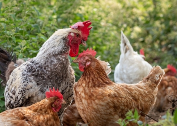 Vodhën pesë pula dhe dy gjela në Kaçanik, dënohen me 400 euro gjobë dhe 120 orë punë