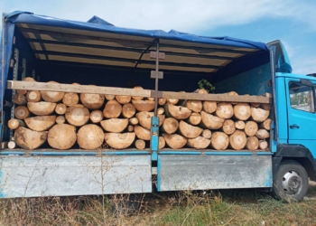 Mitrovicasi kërcënon pylltarin pasi e dënoi për vjedhje druri