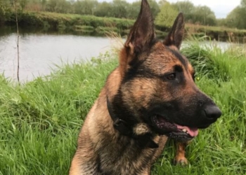 Arrestohet një person në Obiliq, plagosi qenin