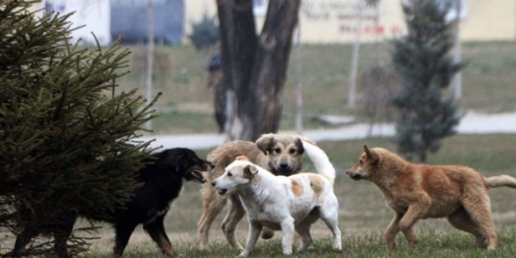 Kapet qeni që sulmoi mjekët në QKUK, Rama: Është në mbajtje