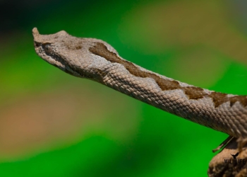 Fotografohet në Prishtinë gjarpri më helmues në Evropë