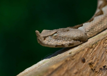 Gjarpri më helmues në Europë shfaqet në një veturë në Podujevë
