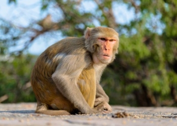 Majmuni vjedhi provat, ndërpritet gjykimi për vrasje të rëndë