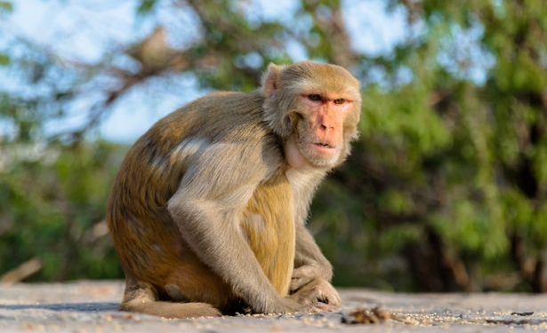Majmuni vjedhi provat, ndërpritet gjykimi për vrasje të rëndë