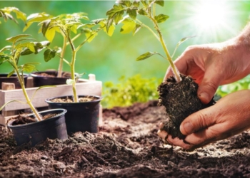 Bimët më të vështira për t’u rritur në kopësht